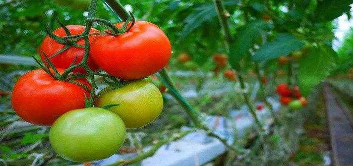 टमाटर की खेती कैसे करें और अधिक से अधिक मुनाफा कैसे लें, आइए जानिए