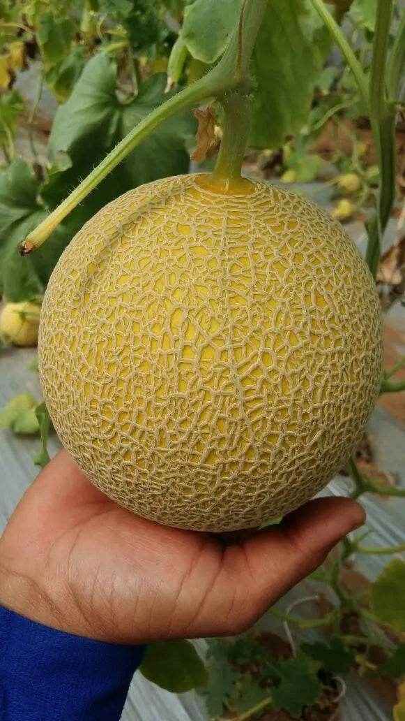 Advanced muskmelon production technology