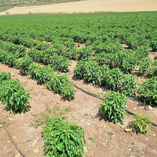 Weed Management in Chilli/Hotpepper Crop - Farmers Stop