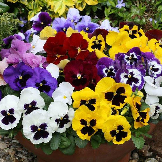 Pansy Growing Tips - Farmers Stop