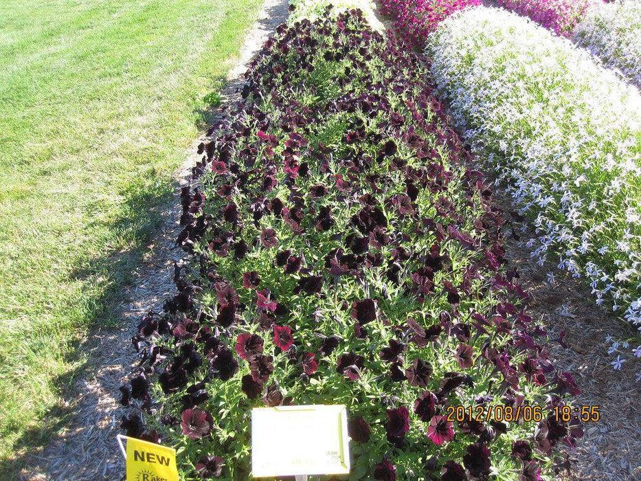 Petunia Debonair Black Cherry (PanAmerican) - Farmers Stop