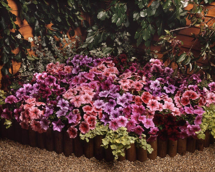 Petunia Mirage Mix Seed (PanAmerican) - Farmers Stop