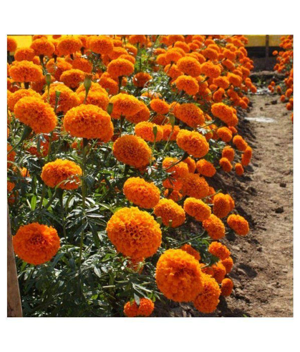 Marigold Pusa Narangi (Garden Festival's) - Farmers Stop