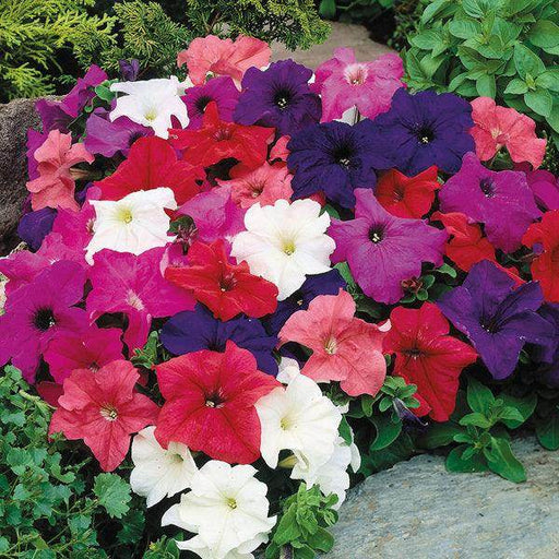 Petunia Nana Compacta Mix (Garden Festival) - Farmers Stop