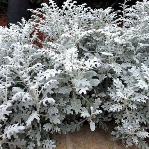 Cineraria Silver Dust (Garden Festival) - Farmers Stop