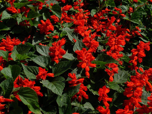 Salvia Saint John's Fire Red (Garden Festival) - Farmers Stop