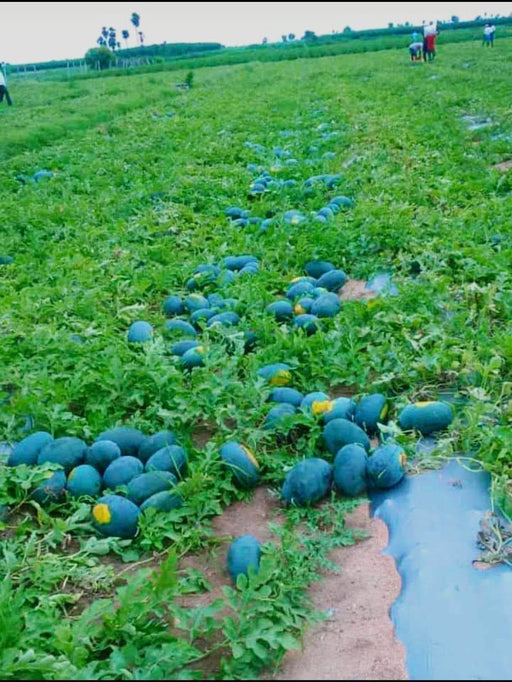 Navkiran F1 Hybrid Watermelon Ice Box Type-Red Flesh (Known You Seeds) - Farmers Stop