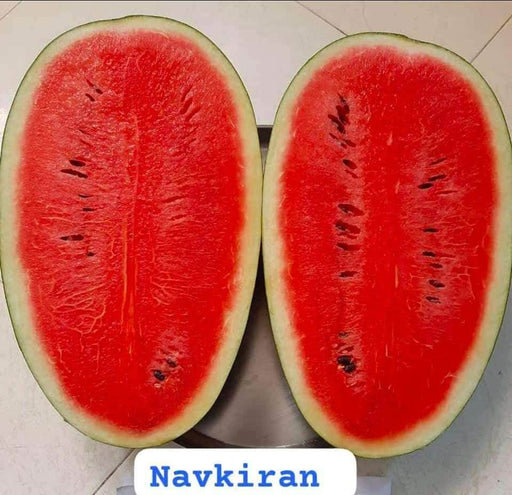 Navkiran F1 Hybrid Watermelon Ice Box Type-Red Flesh (Known You Seeds) - Farmers Stop
