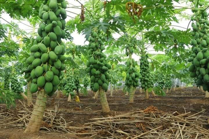 Red Baby Hybrid F1 Papaya (Known You Seeds - Taiwan) - Farmers Stop