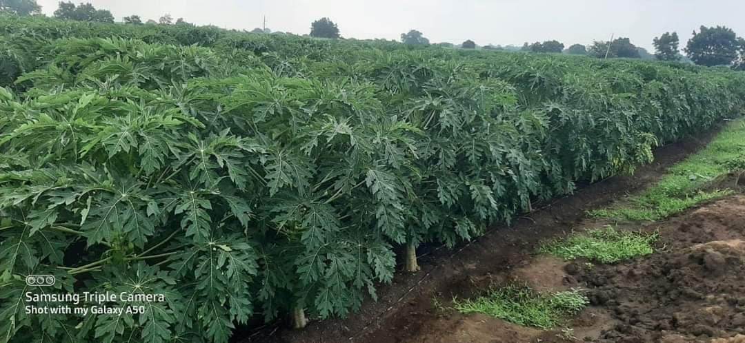 Red Baby Hybrid F1 Papaya (Known You Seeds - Taiwan) - Farmers Stop