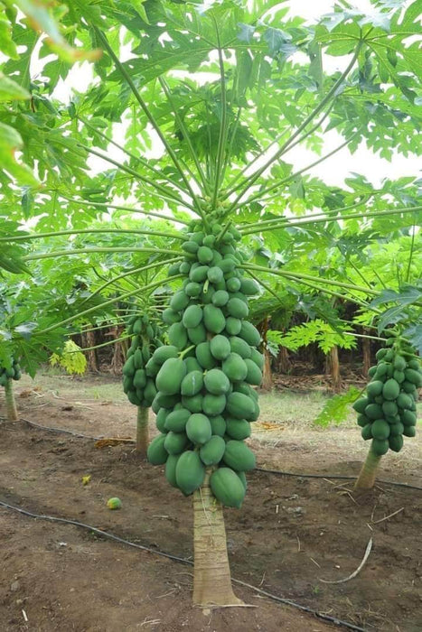 Red Baby Hybrid F1 Papaya (Known You Seeds - Taiwan) - Farmers Stop