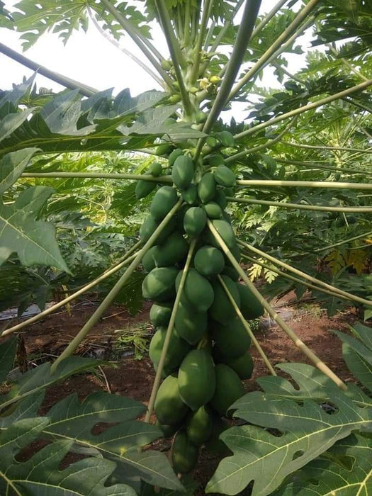 Red Baby Hybrid F1 Papaya (Known You Seeds - Taiwan) - Farmers Stop