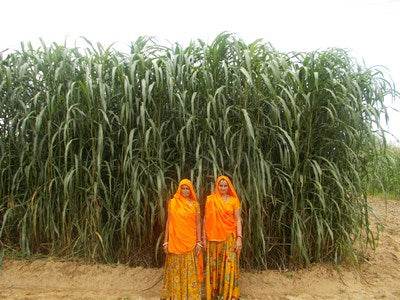 Nutrifeed Green and Hay Fodder (Advanta) - Farmers Stop