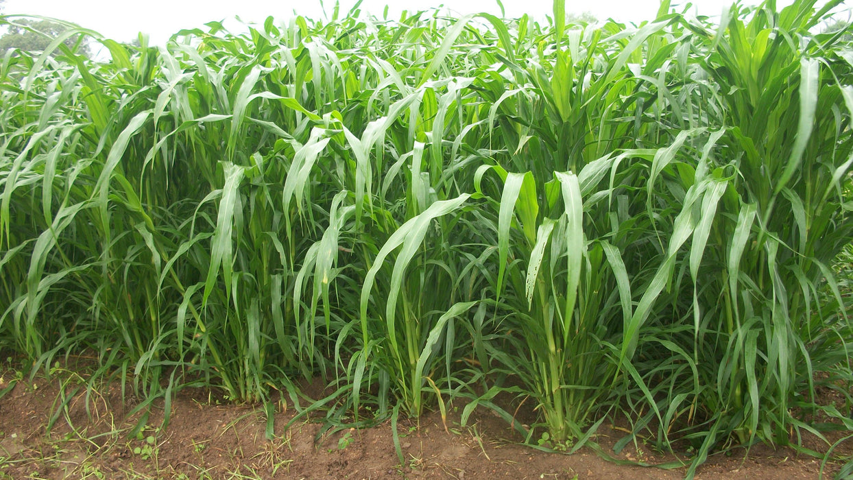 Nutrifeed Green and Hay Fodder (Advanta) - Farmers Stop