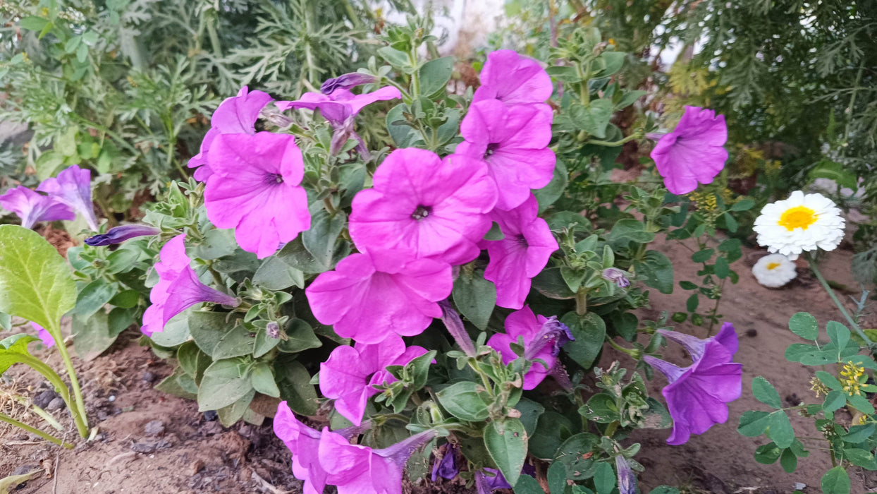 Petunia Nana Compacta Mix (Garden Festival) - Farmers Stop