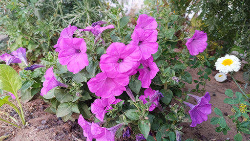 Petunia Nana Compacta Mix (Garden Festival) - Farmers Stop