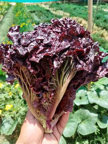 Lettuce - Lollo Rosso (Garden Festival's) - Farmers Stop
