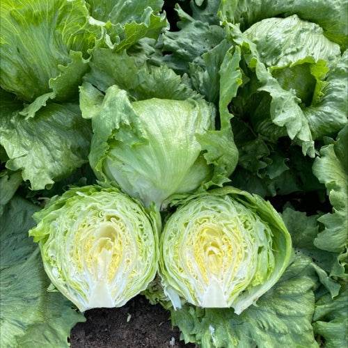 Lettuce - Ice Berg (Garden Festival's) - Farmers Stop