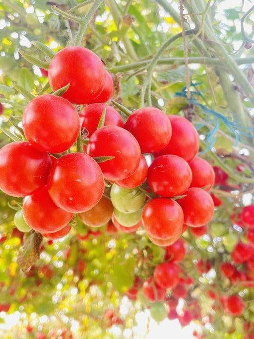 SIMMI F1 Hybrid Cherry Tomato (Known You Seeds) - Farmers Stop
