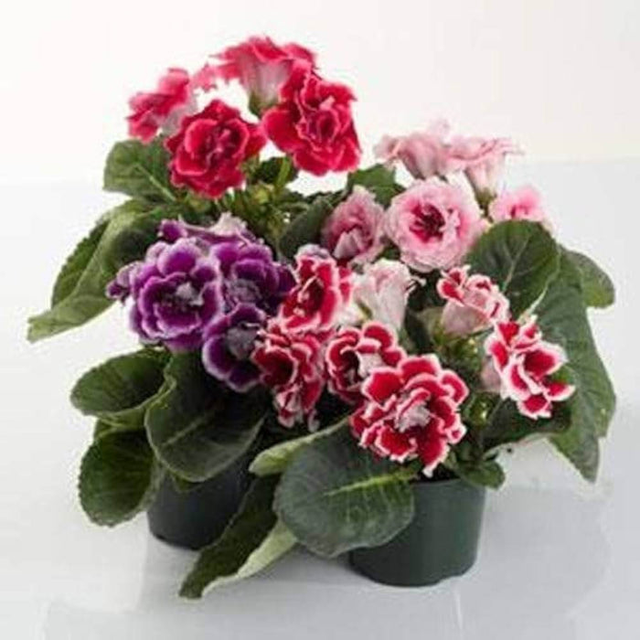 Gloxinia Double Hybrid F1 Mix (Garden Festival) - Farmers Stop