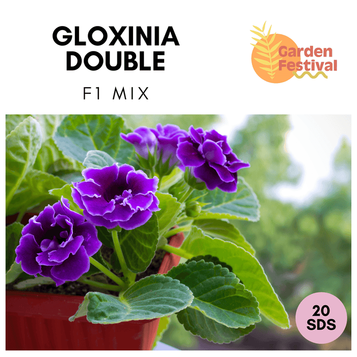 Gloxinia Double Hybrid F1 Mix (Garden Festival) - Farmers Stop