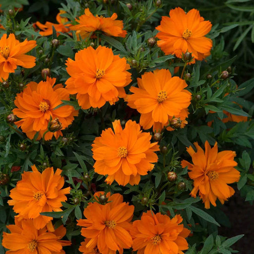 Cosmos Sulphureus āMandarinā ā Orange Blooms (PanAmerican) - Farmers Stop