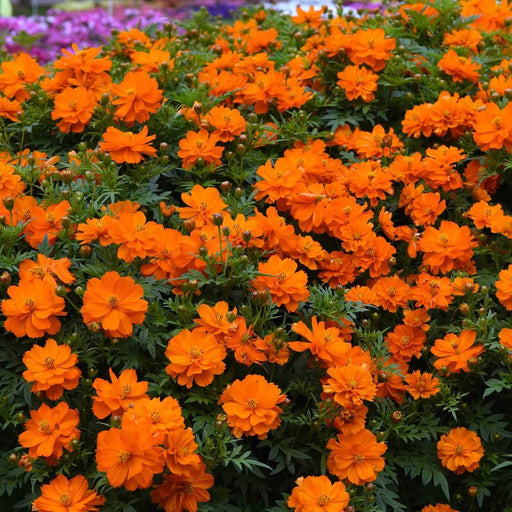 Cosmos Sulphureus āMandarinā ā Orange Blooms (PanAmerican) - Farmers Stop