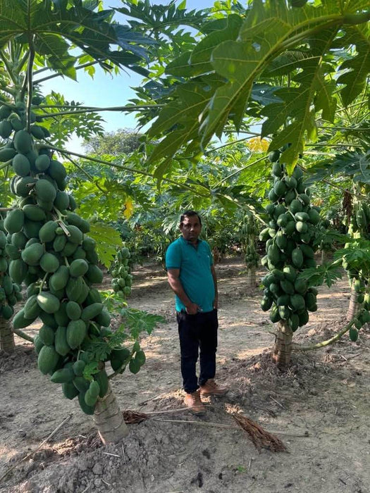 Red Lady 786 Hybrid F1 Papaya (Known You Seeds - Taiwan) - Farmers Stop