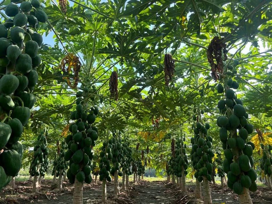 Red Lady 786 Hybrid F1 Papaya (Known You Seeds - Taiwan) - Farmers Stop