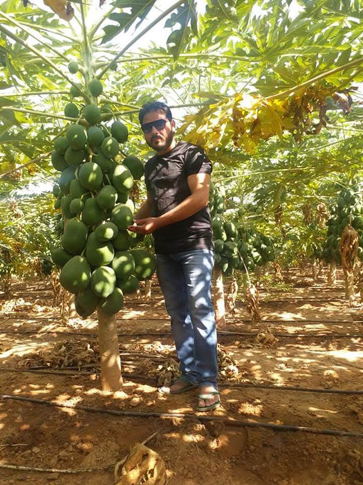 Red Lady 786 Hybrid F1 Papaya (Known You Seeds - Taiwan) - Farmers Stop