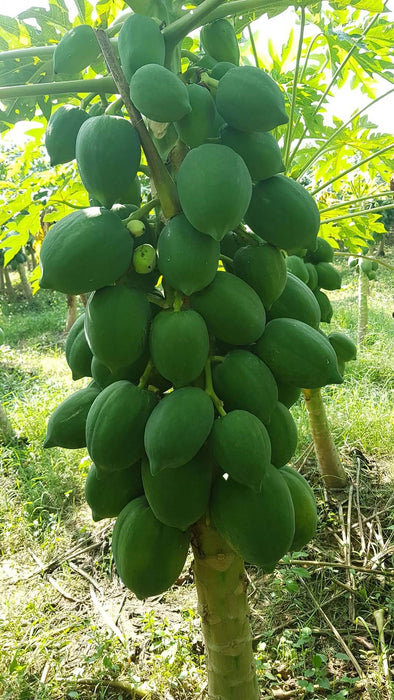 Red Lady 786 Hybrid F1 Papaya (Known You Seeds - Taiwan) - Farmers Stop