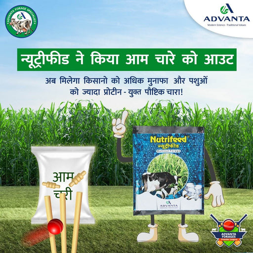 Nutrifeed Green and Hay Fodder (Advanta) - Farmers Stop