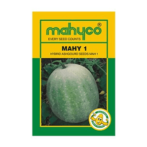 MAHY 1/माही १ Ashgourd (Mahyco) - Farmers Stop