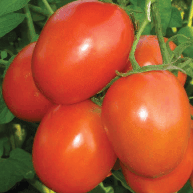 Abhimanyu/अभिमन्यु F1 Hybrid Tomato (Golden Seeds) - Farmers Stop