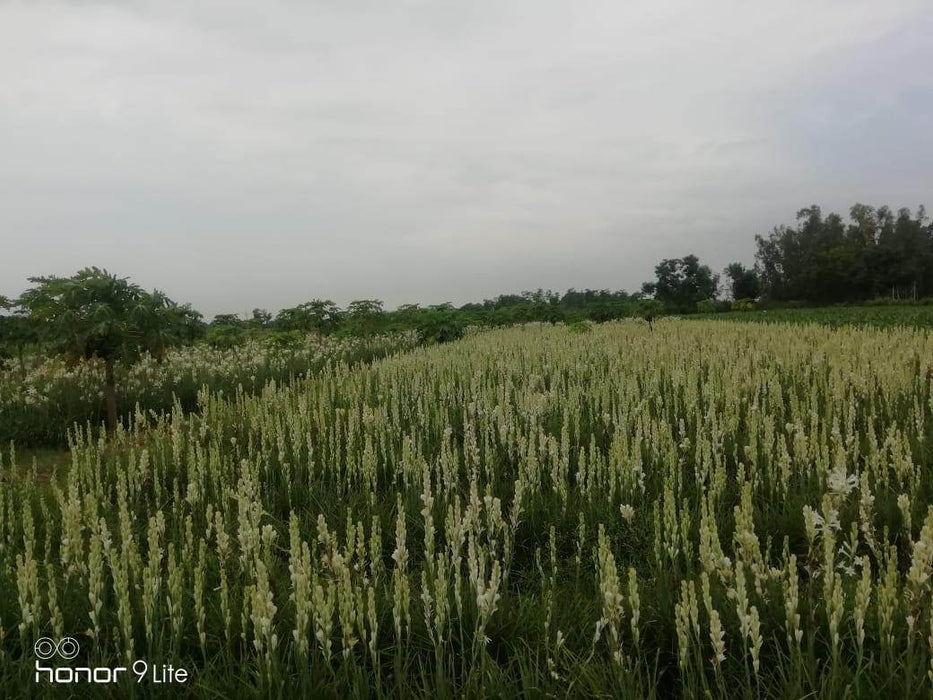 Rajnigandha/रजनीगंधा Flower Tuberose Bulbs (Farmers Stop) - Farmers Stop