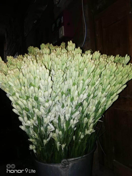 Rajnigandha/रजनीगंधा Flower Tuberose Bulbs (Farmers Stop) - Farmers Stop