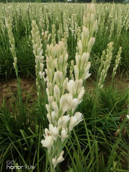 Rajnigandha/रजनीगंधा Flower Tuberose Bulbs (Farmers Stop) - Farmers Stop