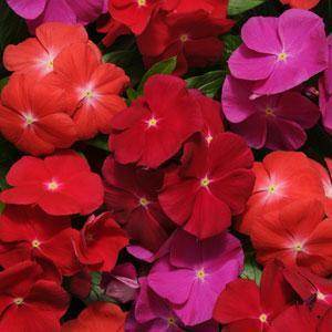 Vinca Pacific Heat Mix Imported (Asia Pacific) - Farmers Stop