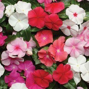 Vinca Pacific Heat Mix Imported (Asia Pacific) - Farmers Stop