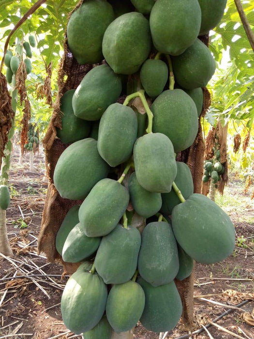 Sun Berry/सन बेरी F1 Hybrid Papaya (Aus ecowell) - Farmers Stop