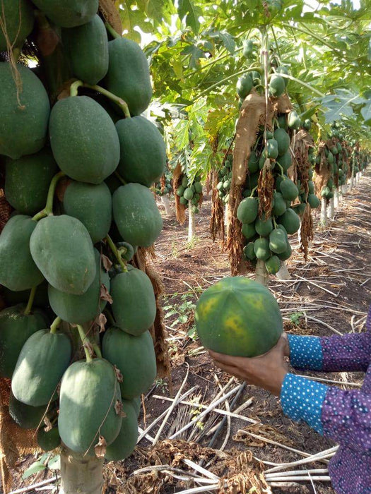 Sun Berry/सन बेरी F1 Hybrid Papaya (Aus ecowell) - Farmers Stop