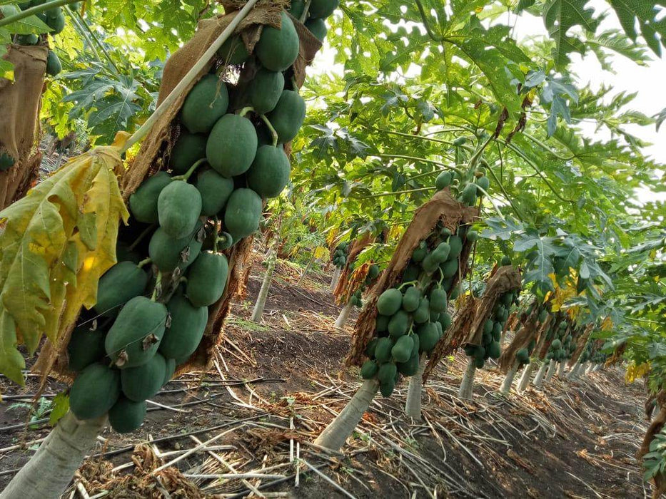 Sun Berry/सन बेरी F1 Hybrid Papaya (Aus ecowell) - Farmers Stop