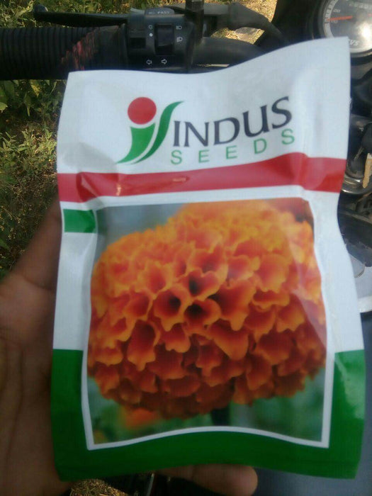 Sweet Orange Marigold (Indus Seeds) - Farmers Stop