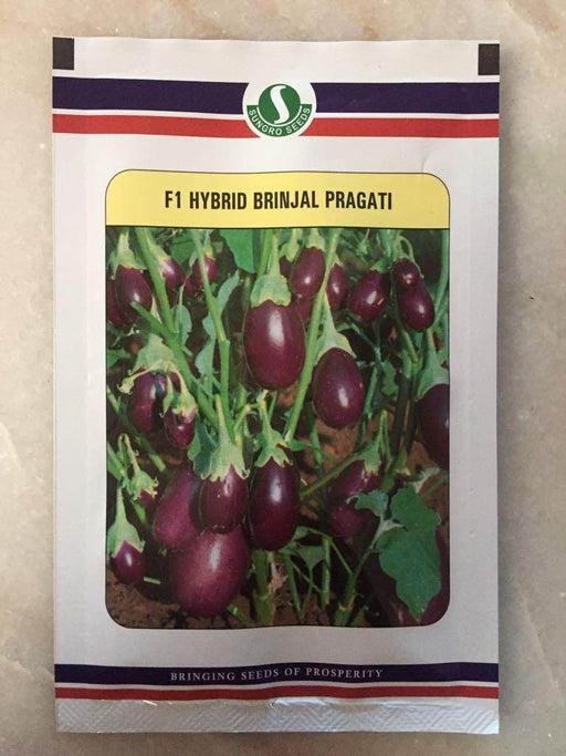 Pragati/प्रगति Hybrid F1 Brinjal (Sungrow Seeds) - Farmers Stop
