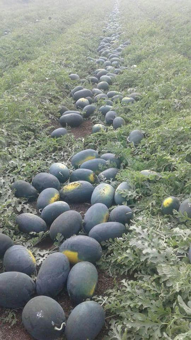 Sagar King/सागर किंग Watermelon (Sagar Seeds) - Farmers Stop