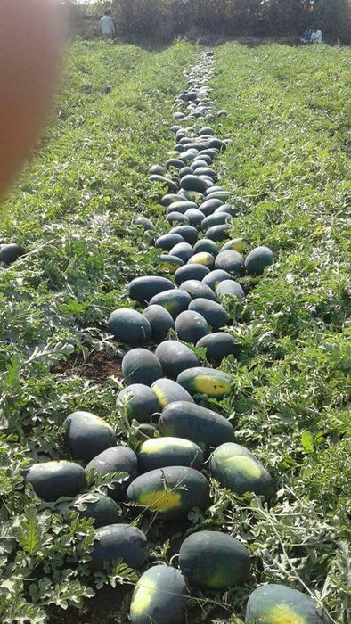 Sagar King/सागर किंग Watermelon (Sagar Seeds) - Farmers Stop