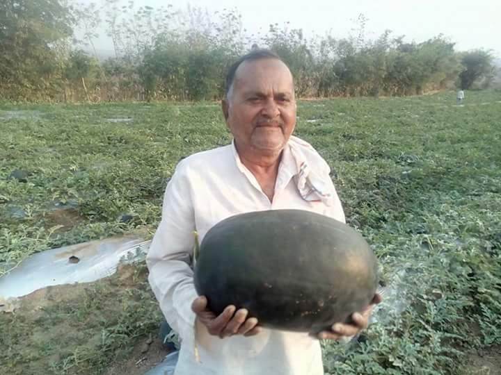 Sagar King/सागर किंग Watermelon (Sagar Seeds) - Farmers Stop
