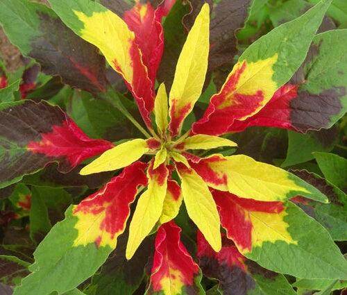 Amaranthus Tricolor Molten Fire OP Mix - Farmers Stop