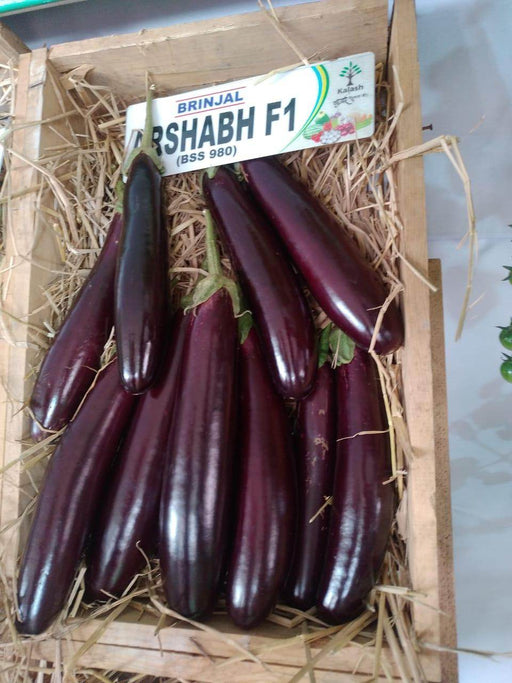 BSS 980 ARSHABH F1 HYBRID BRINJAL / KALASH SEEDS - Farmers Stop