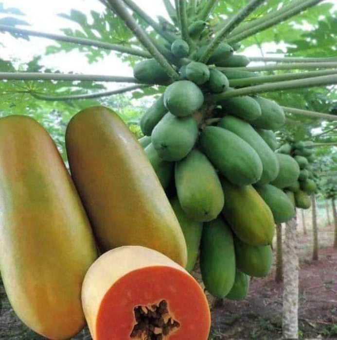 Calina IPB9 Papaya (Sunprime Seeds, Singapore) - Farmers Stop